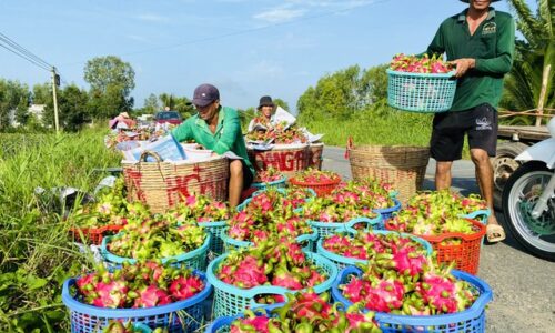 Thời điểm để đổi hướng với thanh long?