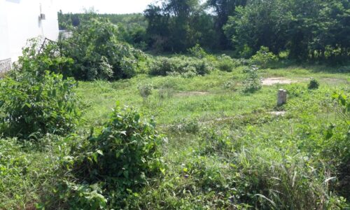 Bán Lô Đất Mặt Tiền Đường Nhựa Cù Chính Lan, Thôn Tân Lý, Xã Tân Bình, TX Lagi – Cơ Hội Đầu Tư Đa Dạng