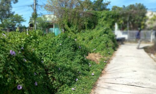 Làm Giàu Với Bất Động Sản: Cơ Hội Đầu Tư Đất Đắc Địa Tại Tôn Đức Thắng, Lagi